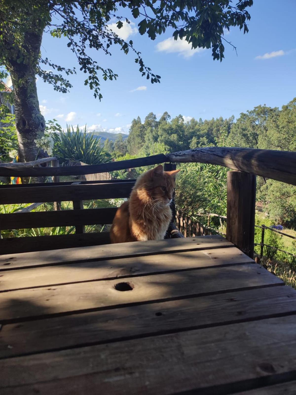 Alojamento Casa Do Cabeco Alombada Macinhata do Vouga Dış mekan fotoğraf