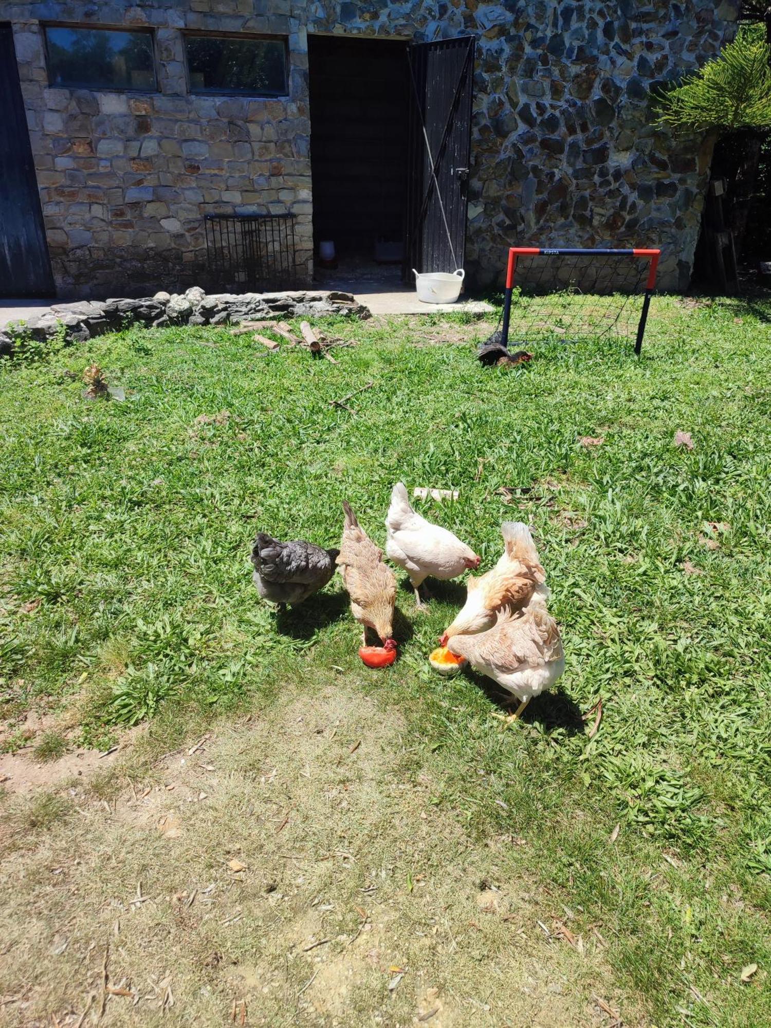 Alojamento Casa Do Cabeco Alombada Macinhata do Vouga Dış mekan fotoğraf